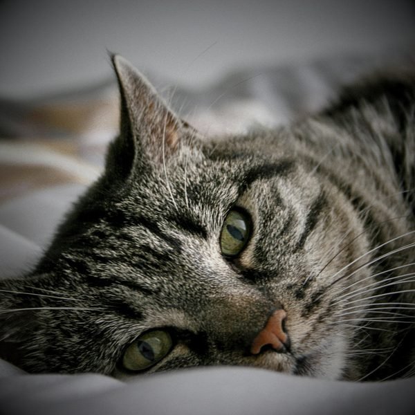 Lazy Sunday cover artwork
